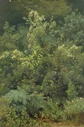 Houblon et fougères dans les bois, 1870